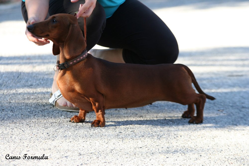 dachshund standard